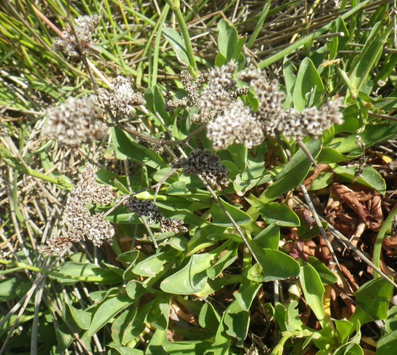 Limonium girardianum fruit