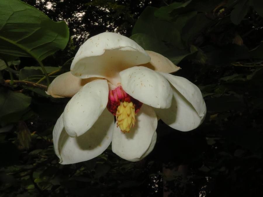 Magnolia sieboldii flower