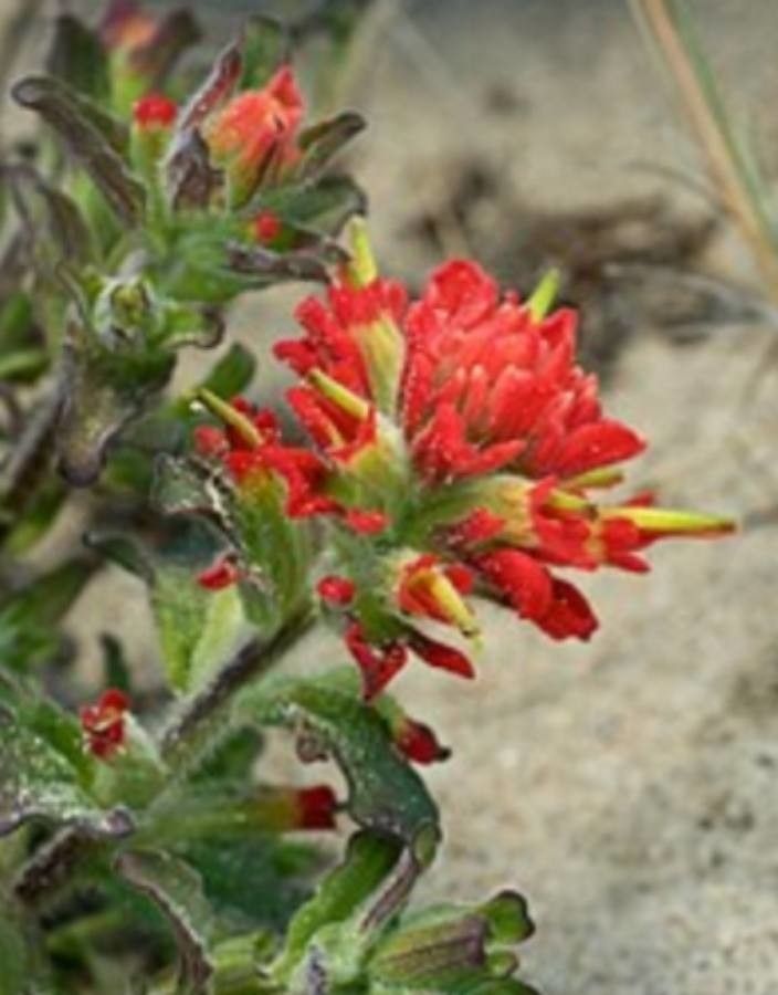 Castilleja affinis flower