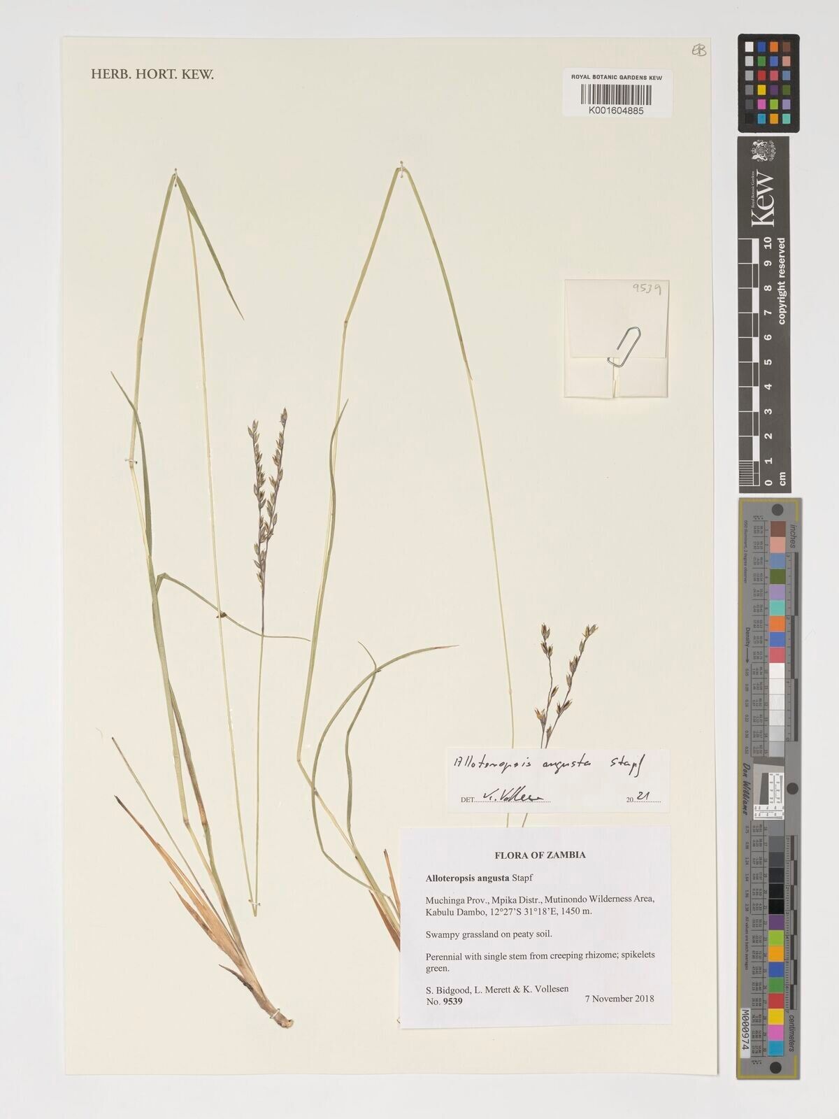 Alloteropsis angusta — related species from the same genus
