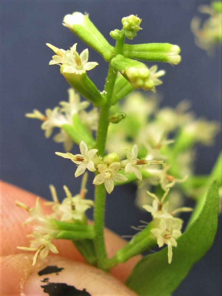 Mikania riparia — houseplant care guide