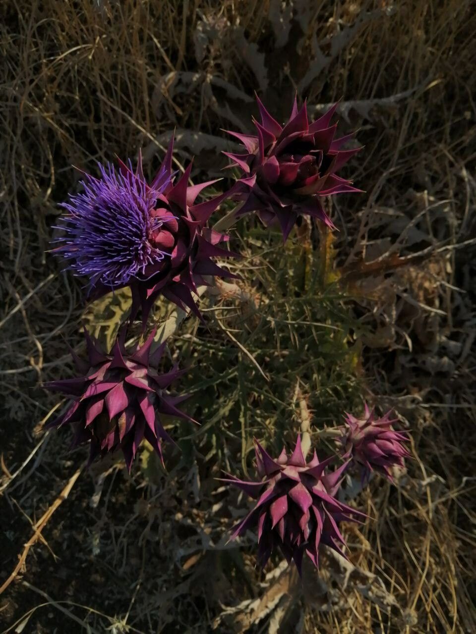 Cynara syriaca — search result for 'Cynara'