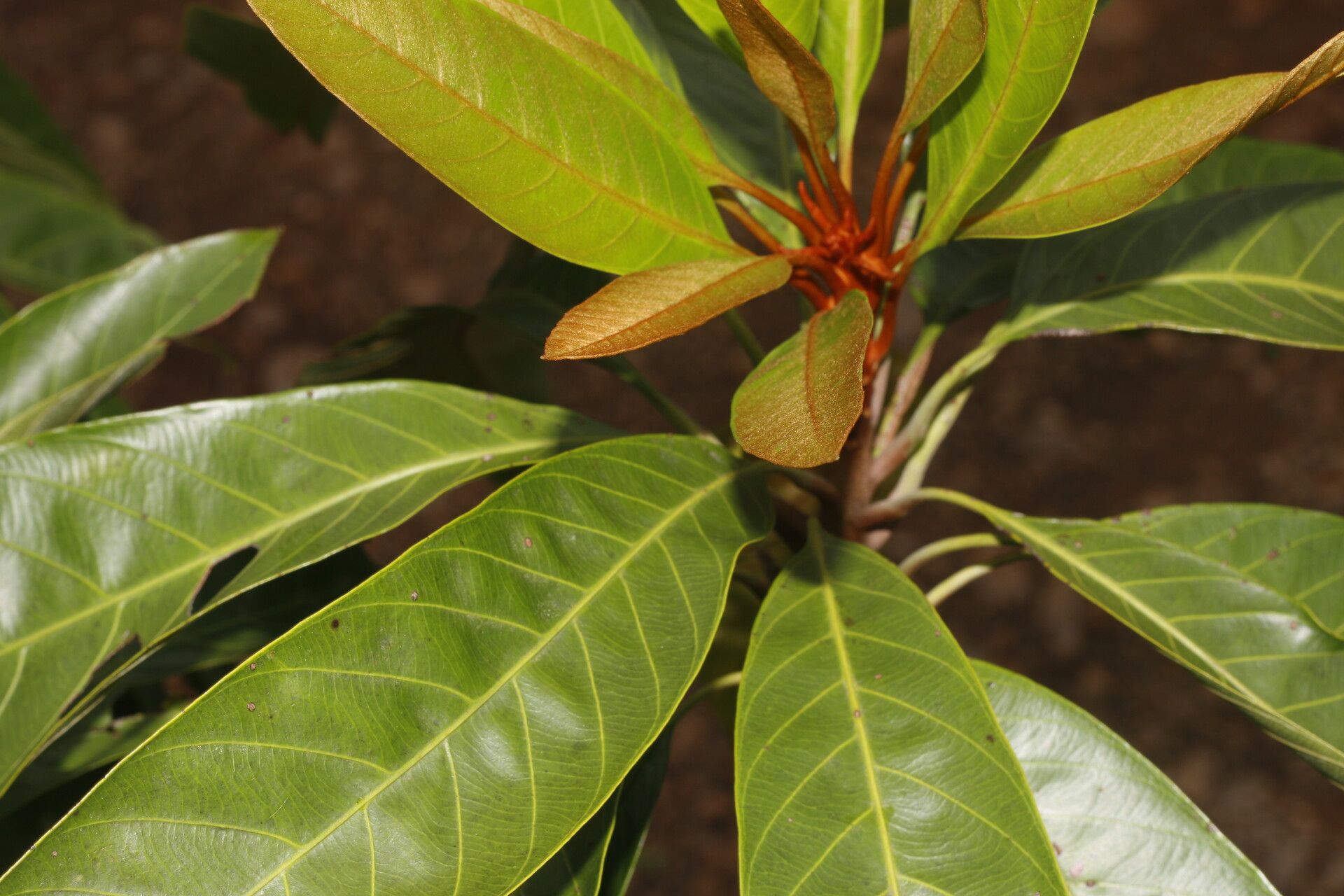 Chrysophyllum colombianum habit