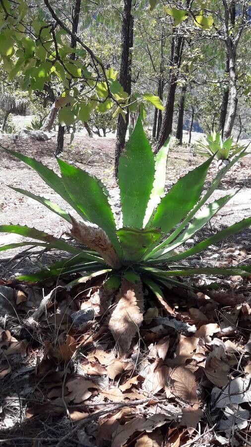 Agave durangensis leaf