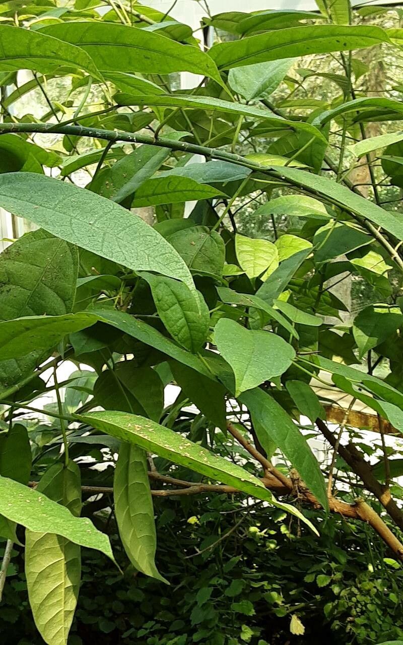 Ficus ottoniifolia — houseplant care guide