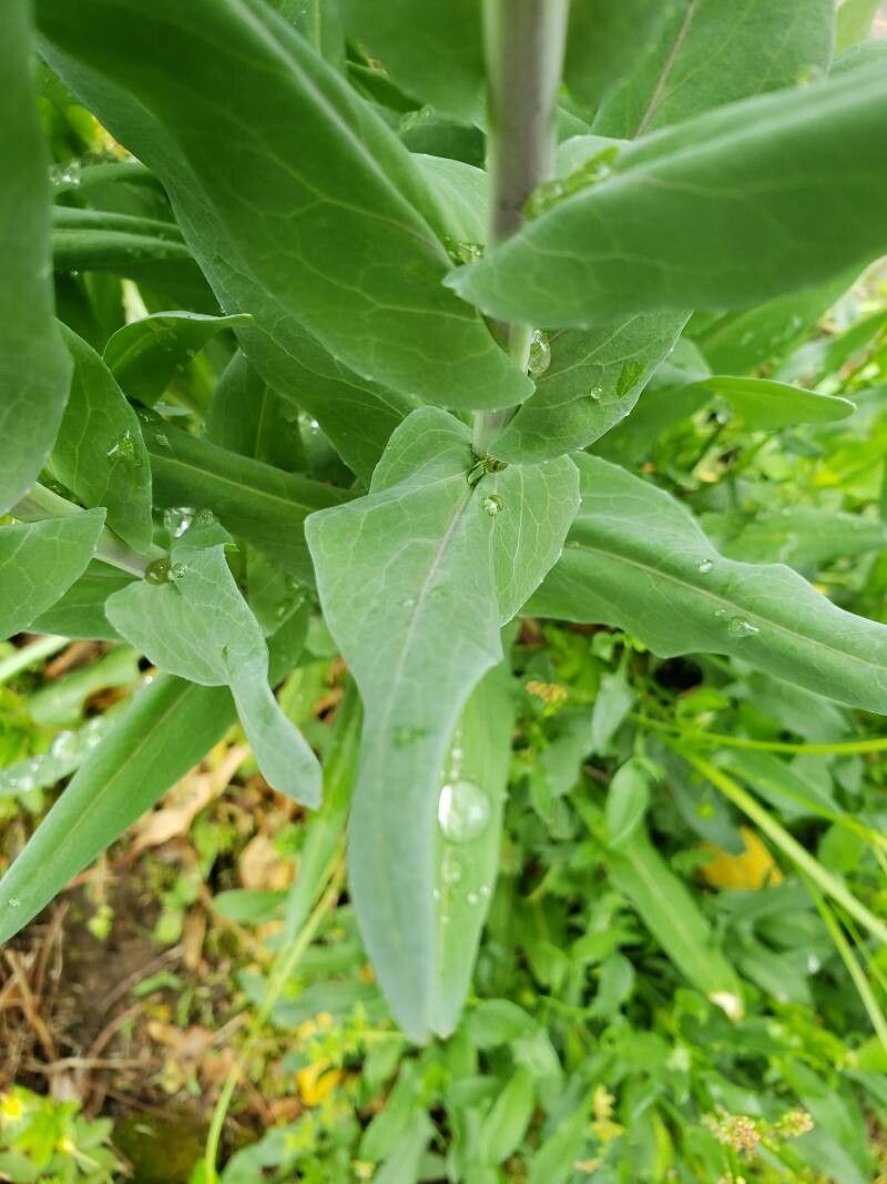 Turritis glabra leaf