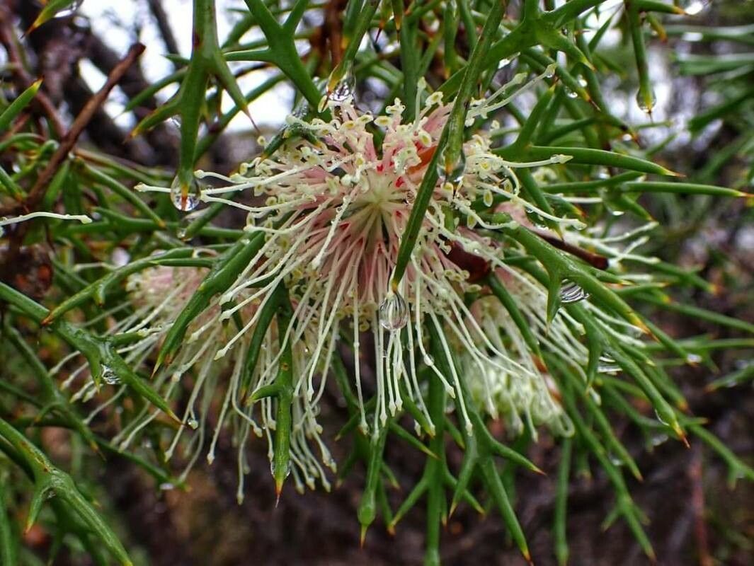 Hakea lasiocarpha flower