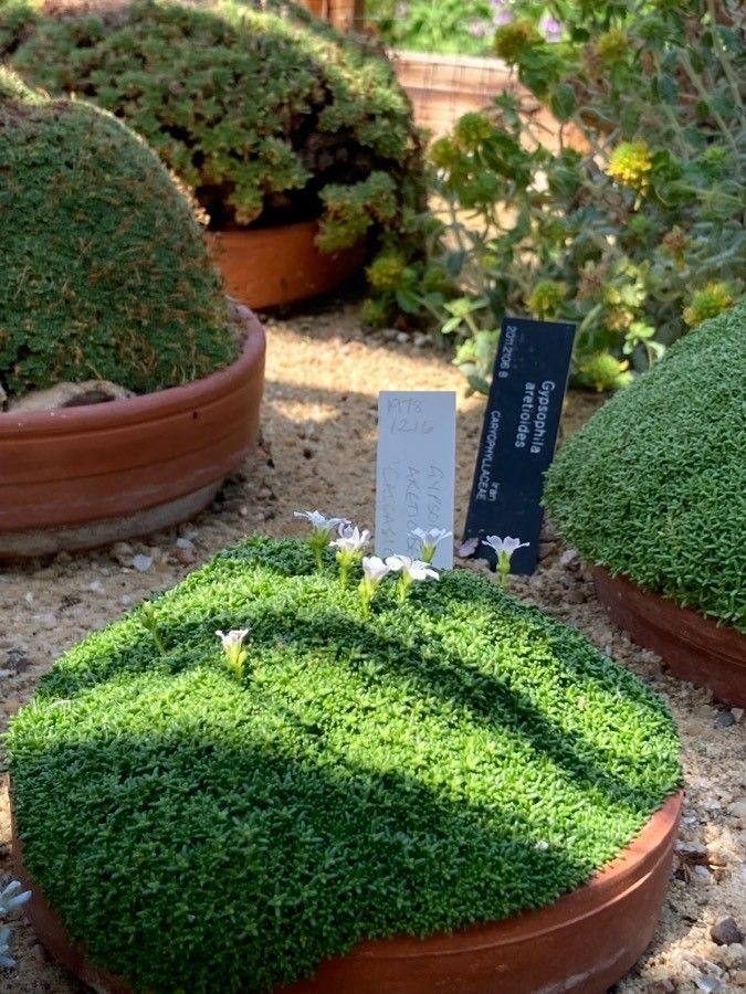 Gypsophila aretioides — related species from the same genus