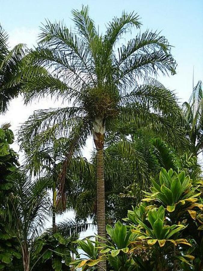 Dypsis madagascariensis habit