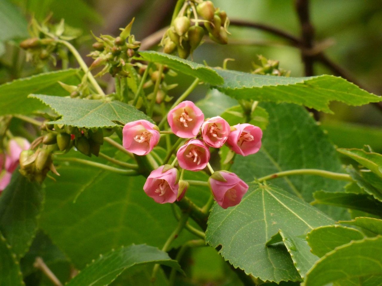 Dombeya elegans flower