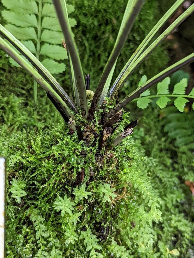 Asplenium harpeodes bark