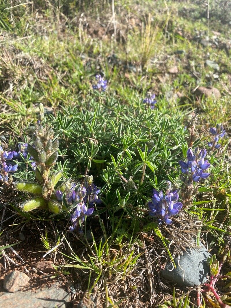 Lupinus andicola flower