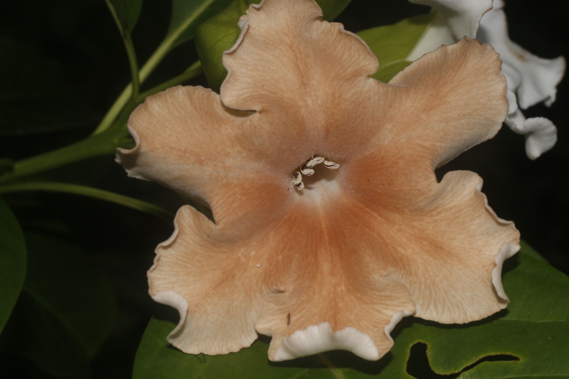 Bourreria grandicalyx flower