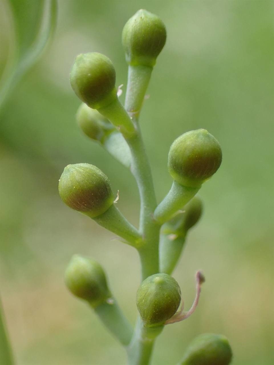 Fumaria petteri fruit
