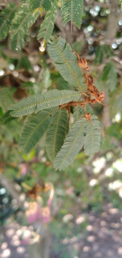 Calliandra eriophylla leaf
