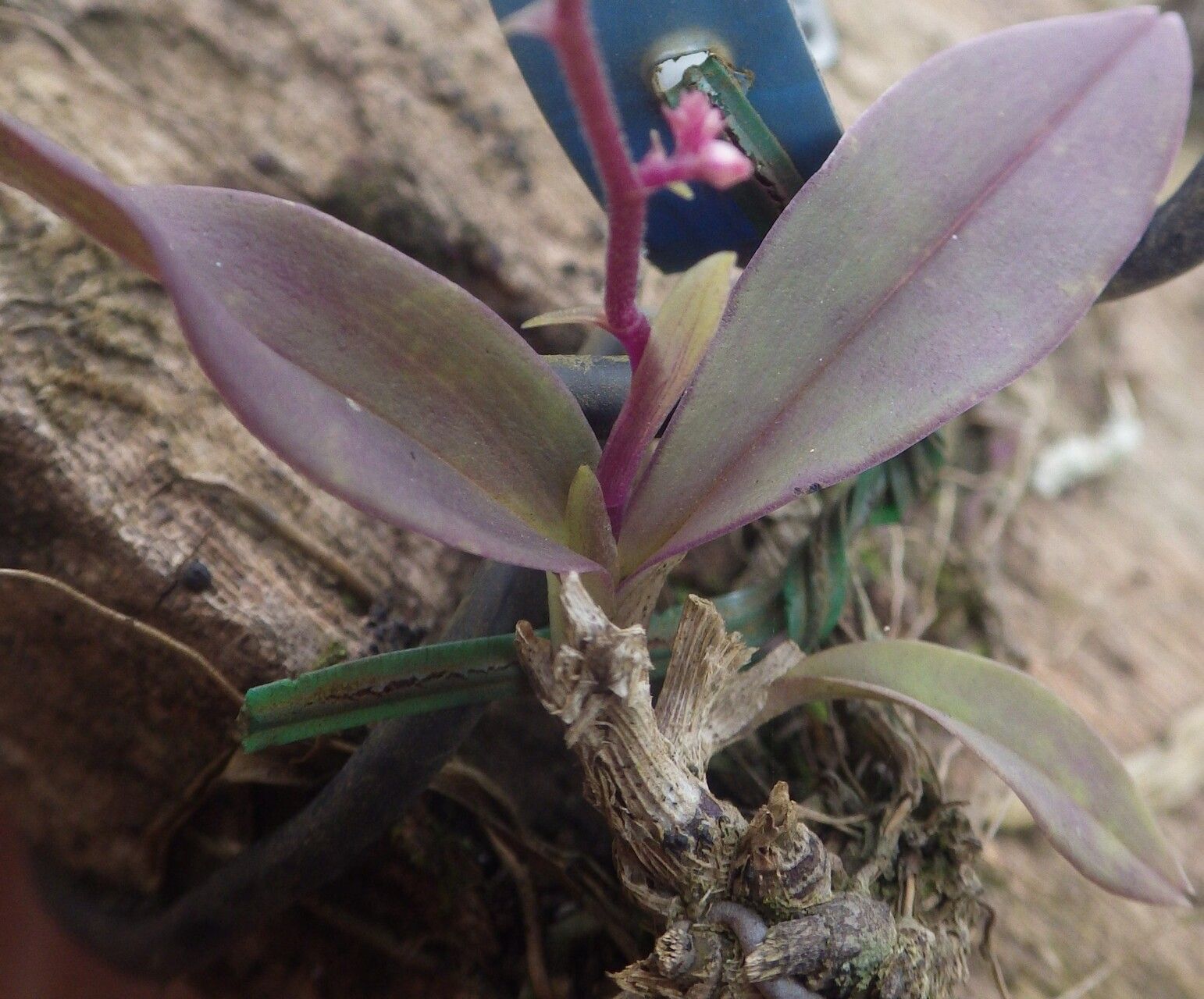 Polystachya ramulosa habit