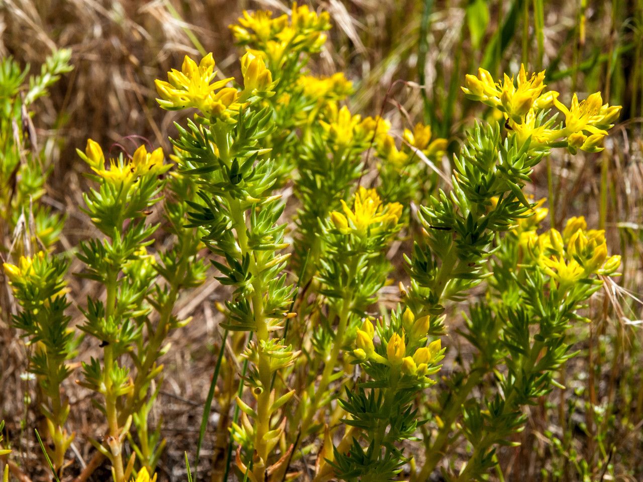 Sedum stenopetalum flower