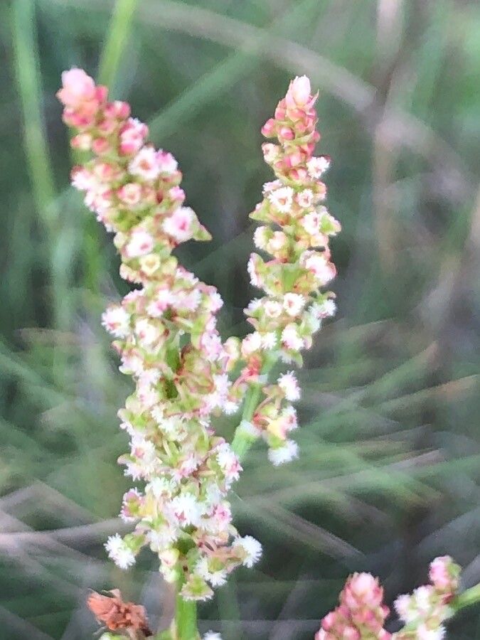 Rumex intermedius flower