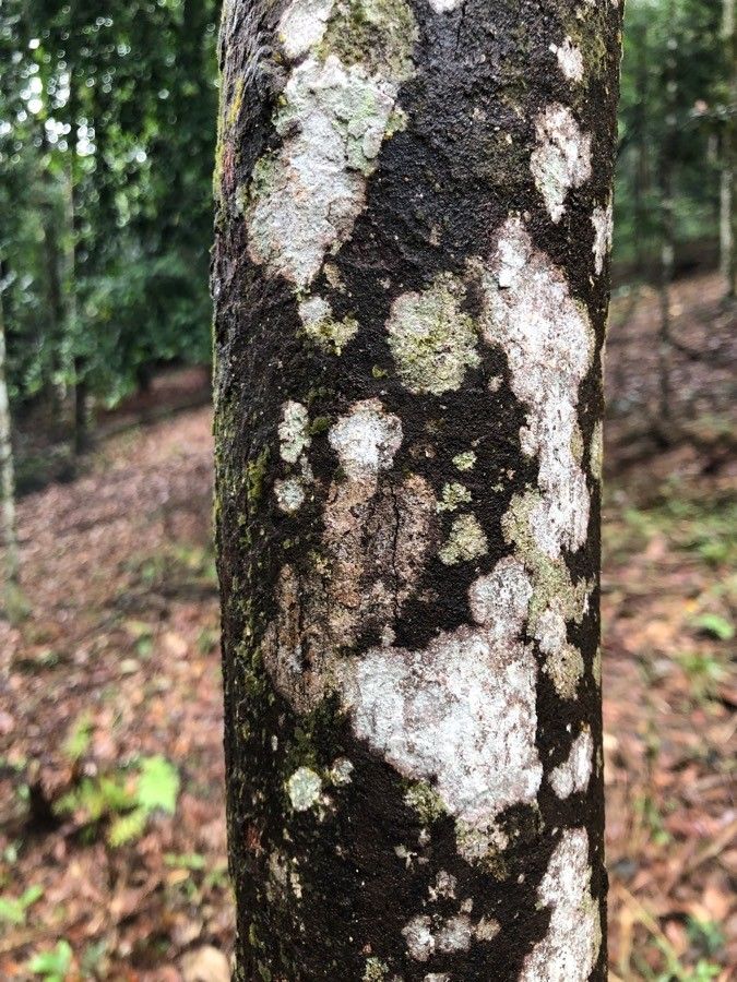 Hopea helferi — related species from the same genus