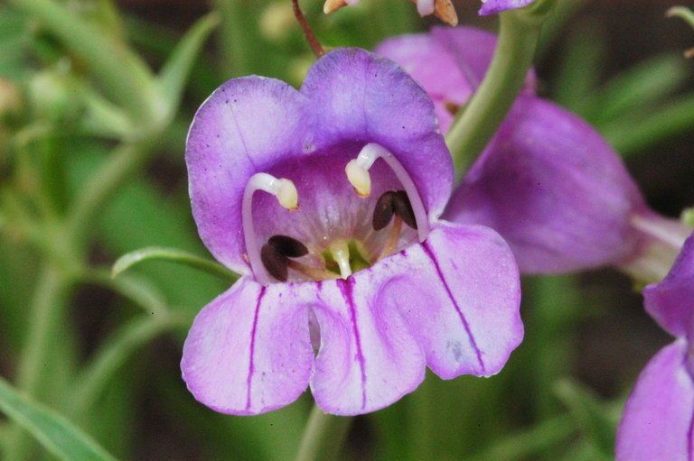 Penstemon pseudoputus — houseplant care guide
