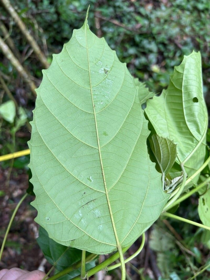 Macaranga monandra — houseplant care guide