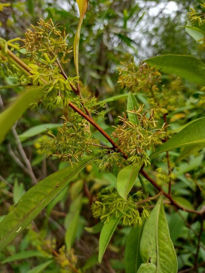 Dodonaea triquetra habit