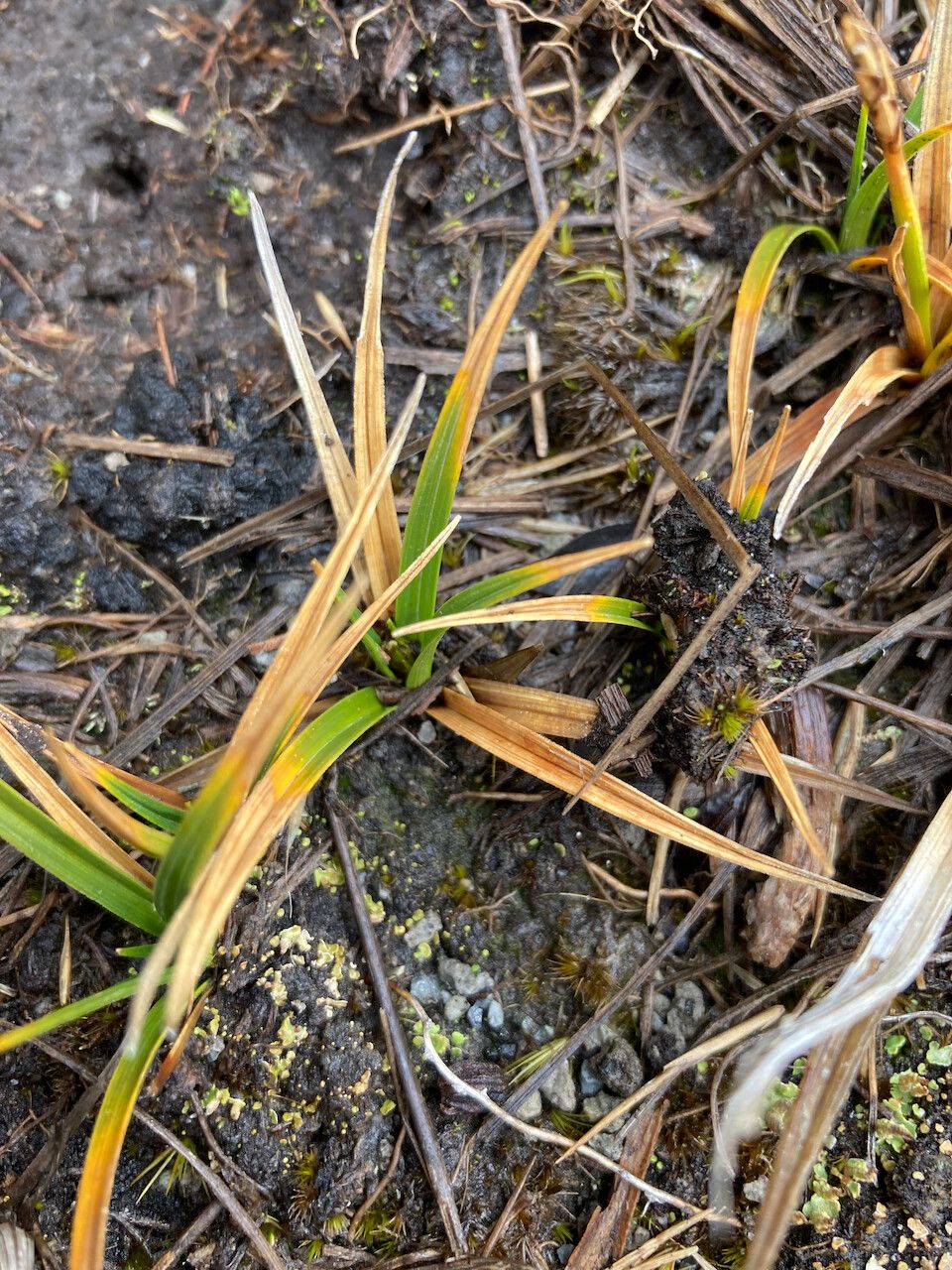 Carex tamana — houseplant care guide