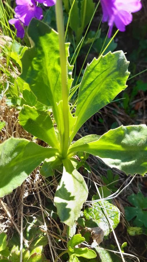 Primula latifolia — search result for 'Primula'