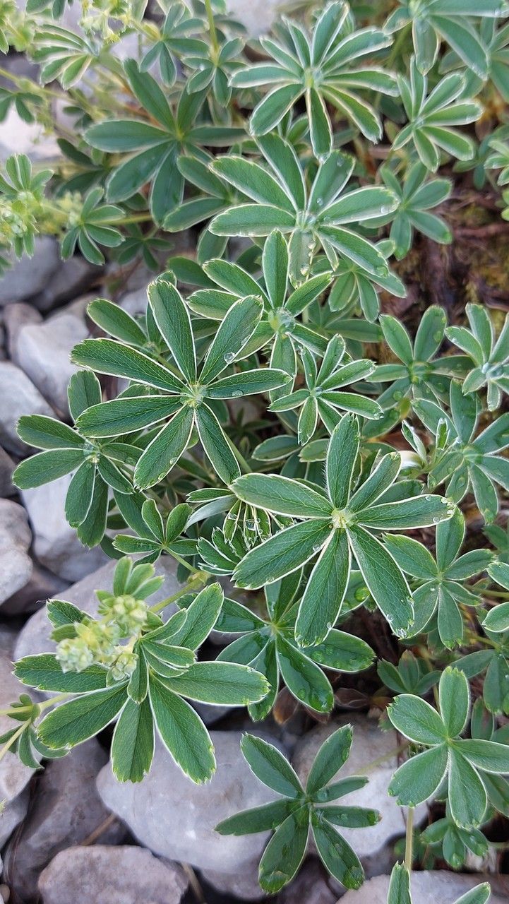 Alchemilla nitida leaf