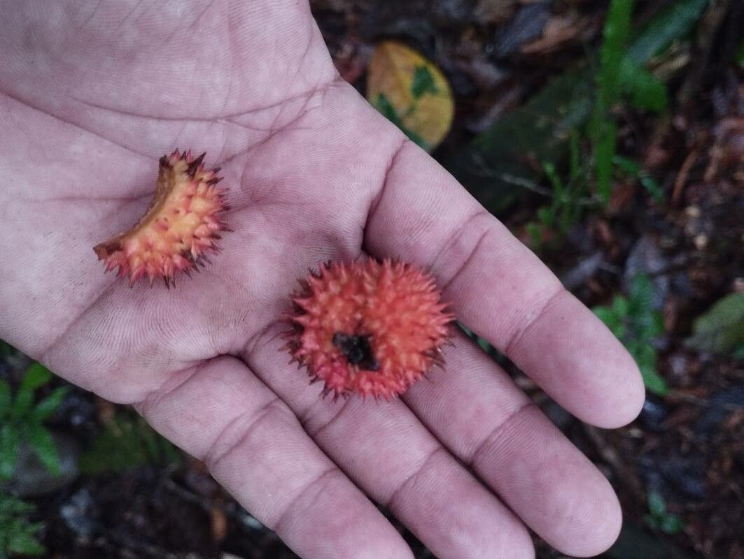 Paullinia granatensis — search result for 'Paullinia'