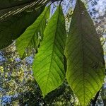 Asimina triloba