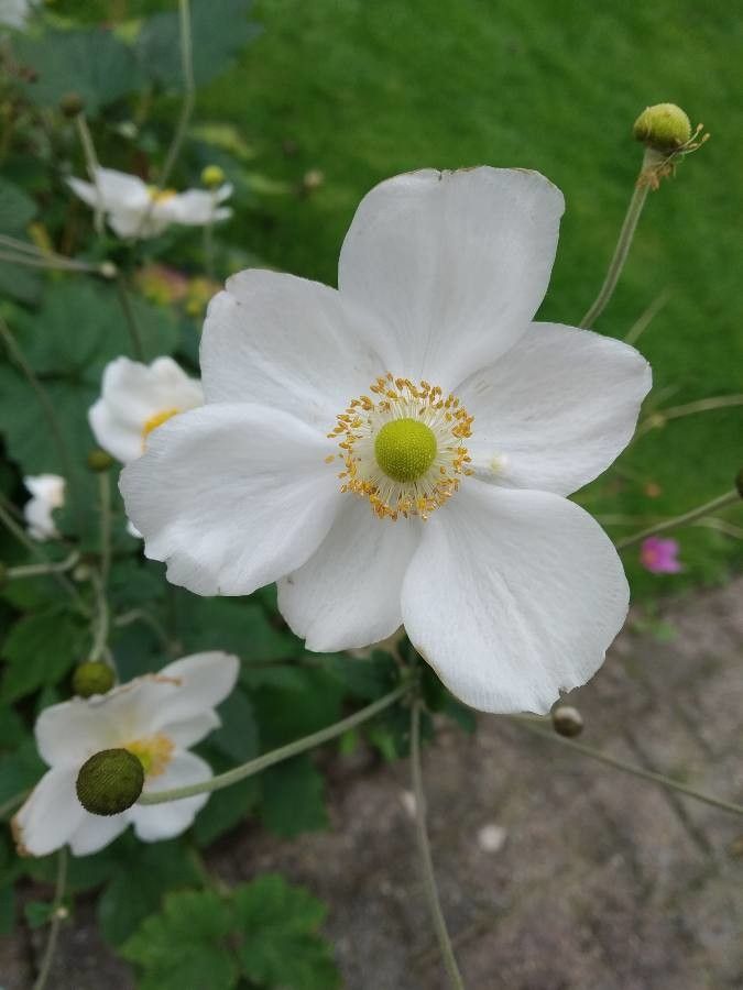 Anemone scabiosa flower