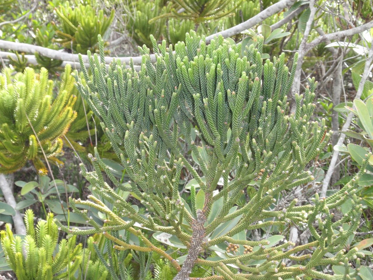 Dacrydium araucarioides — related species from the same genus