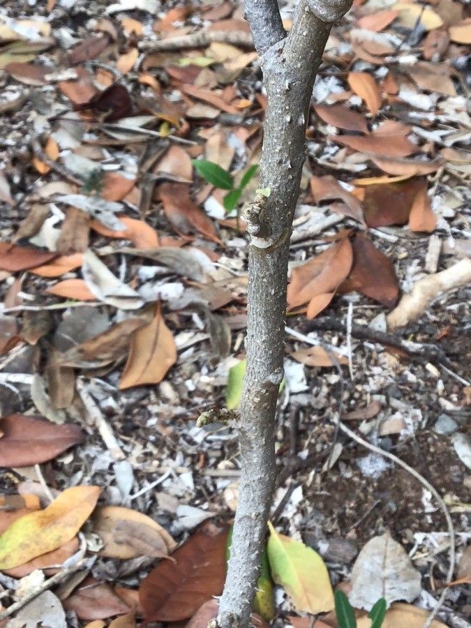 Solanum vespertilio bark