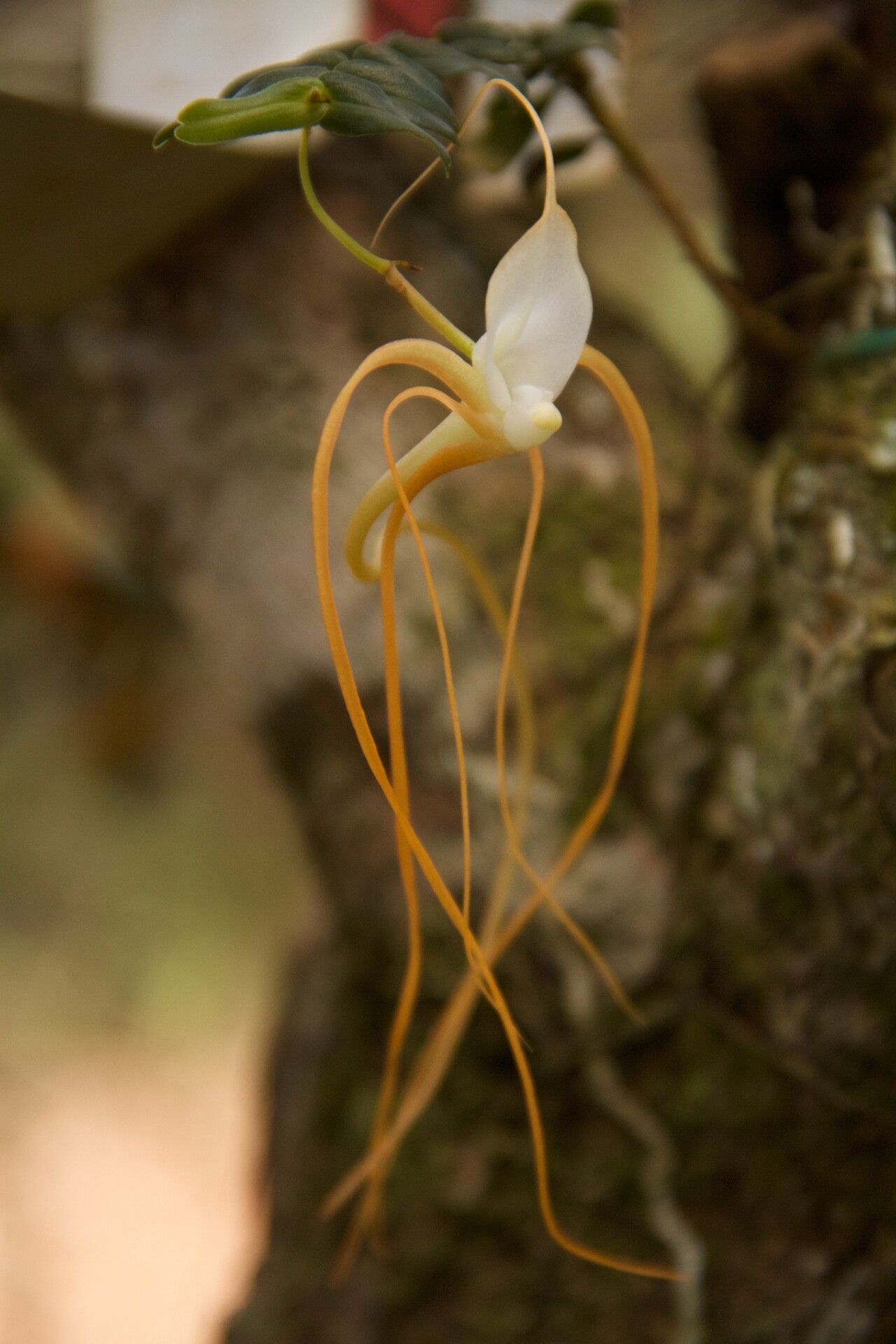 Angraecum arachnites — houseplant care guide