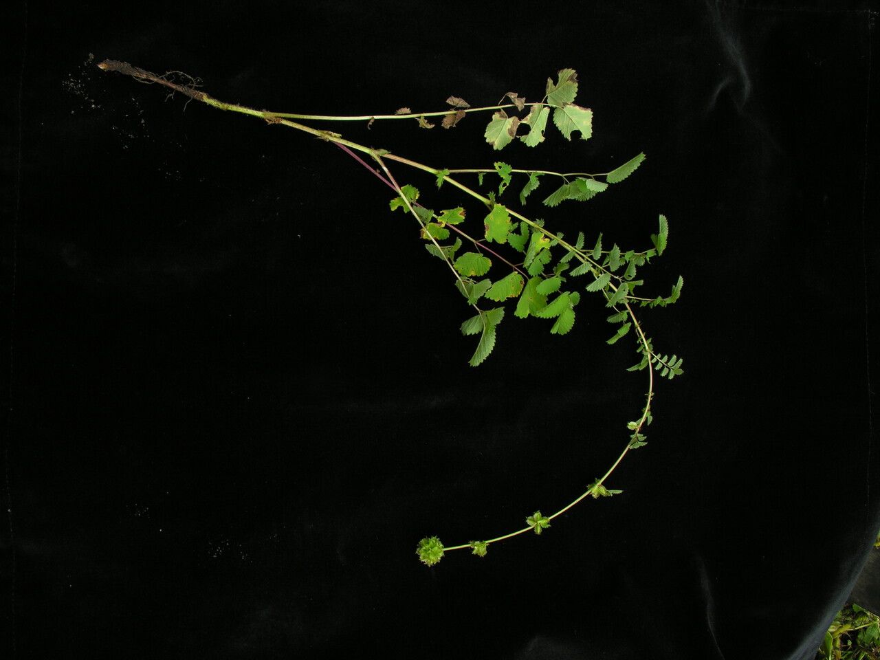 Sanguisorba diandra habit