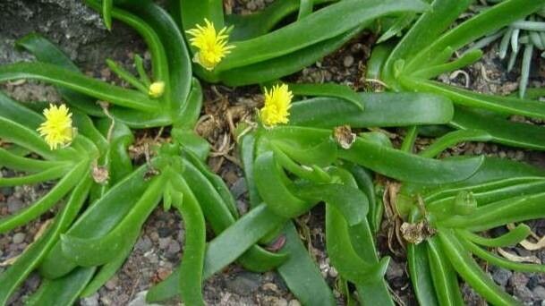 Glottiphyllum nelii — houseplant care guide