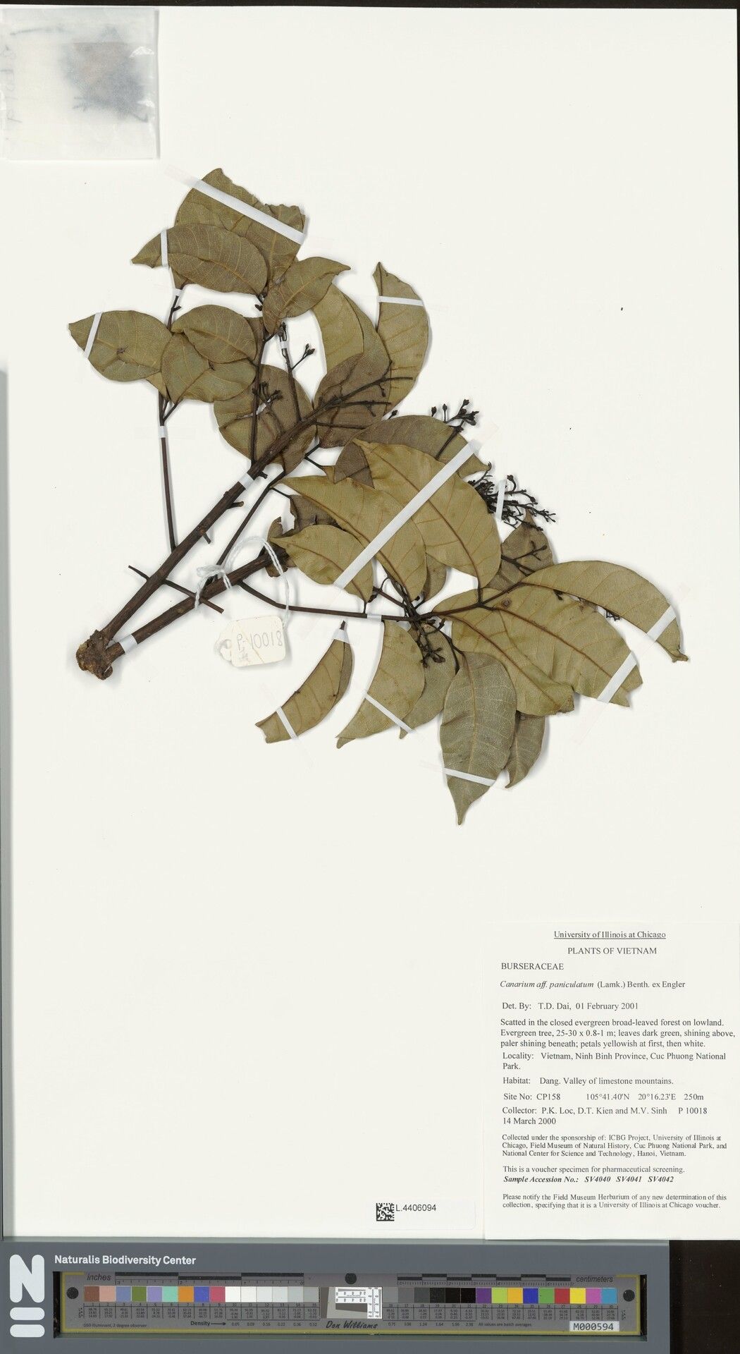 Canarium paniculatum — search result for 'Canarium'