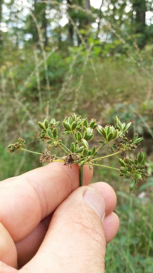 Peucedanum gallicum fruit