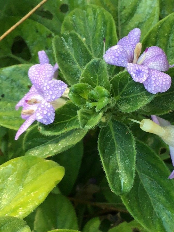 Barleria obtusa flower