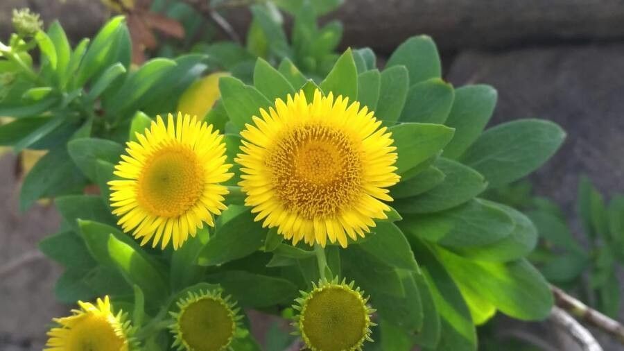 Vieraea laevigata flower