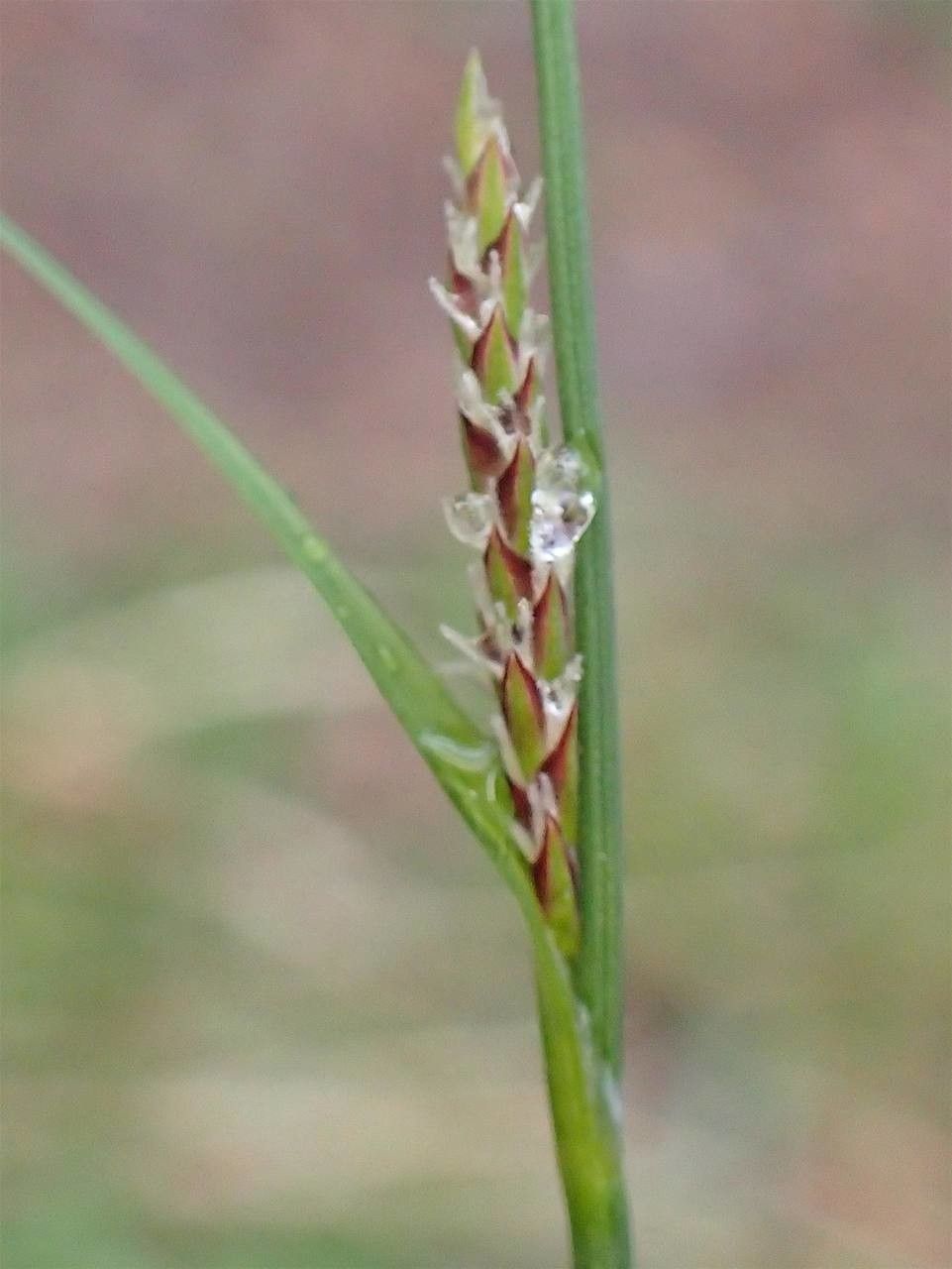 Carex filiformis fruit