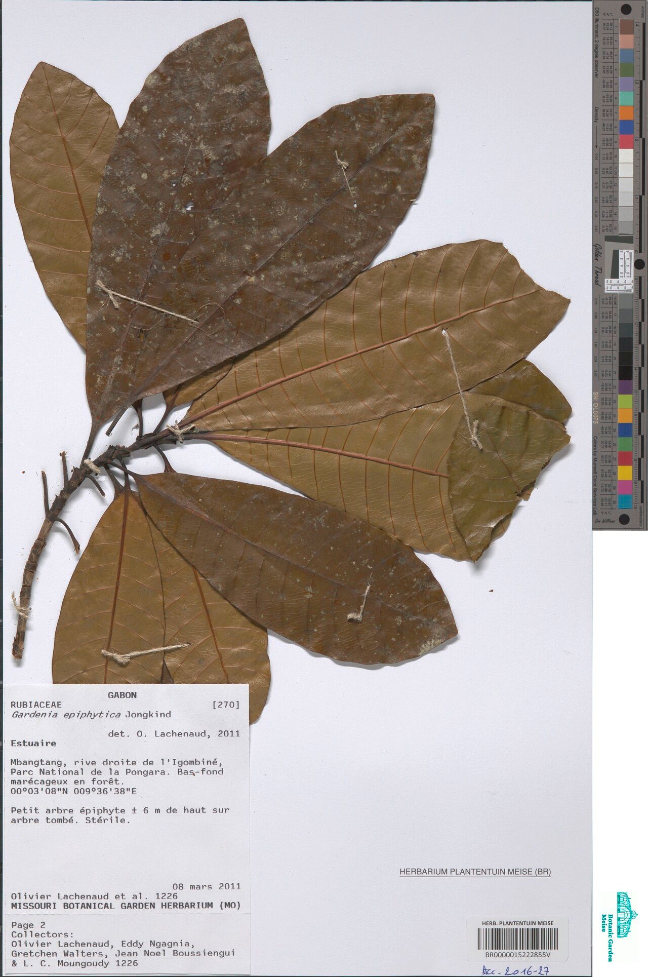 Gardenia epiphytica — search result for 'Gardenia'