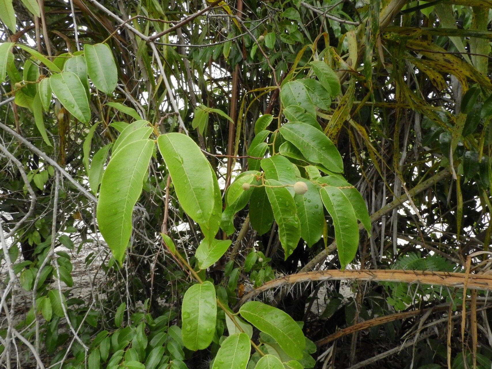 Mabea paniculata — houseplant care guide