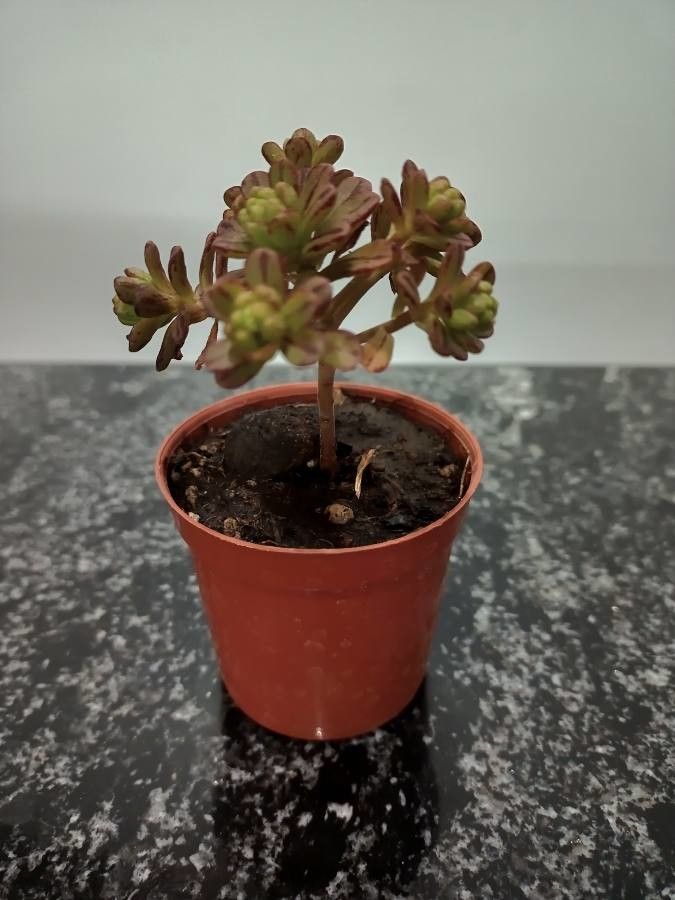 Aeonium sedifolium bark