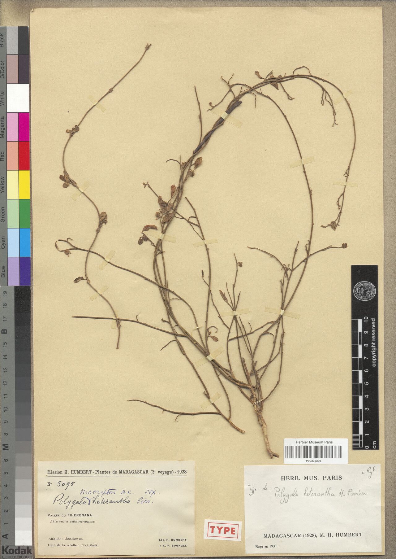 Polygala heterantha — houseplant care guide