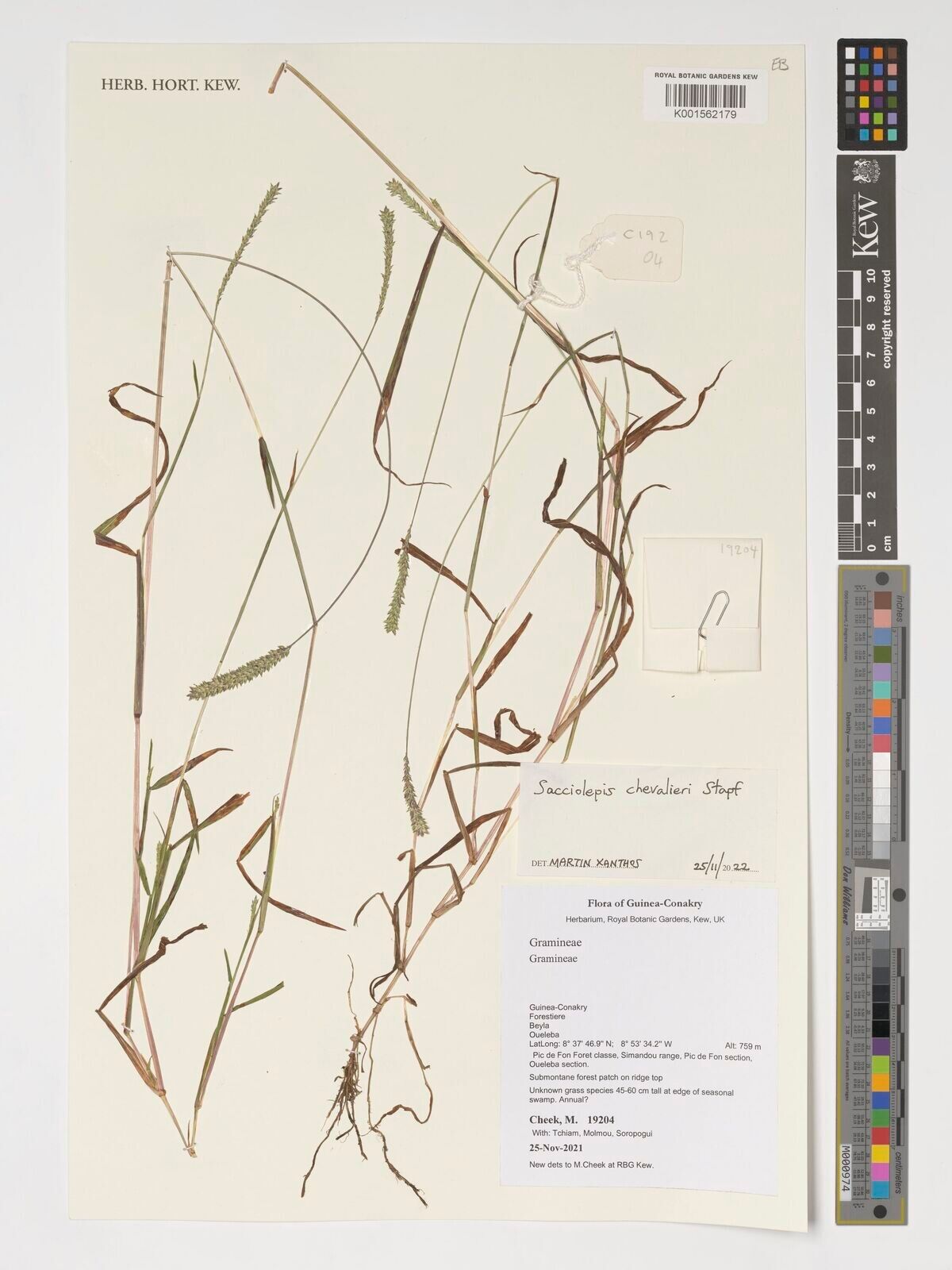 Sacciolepis chevalieri — related species from the same genus