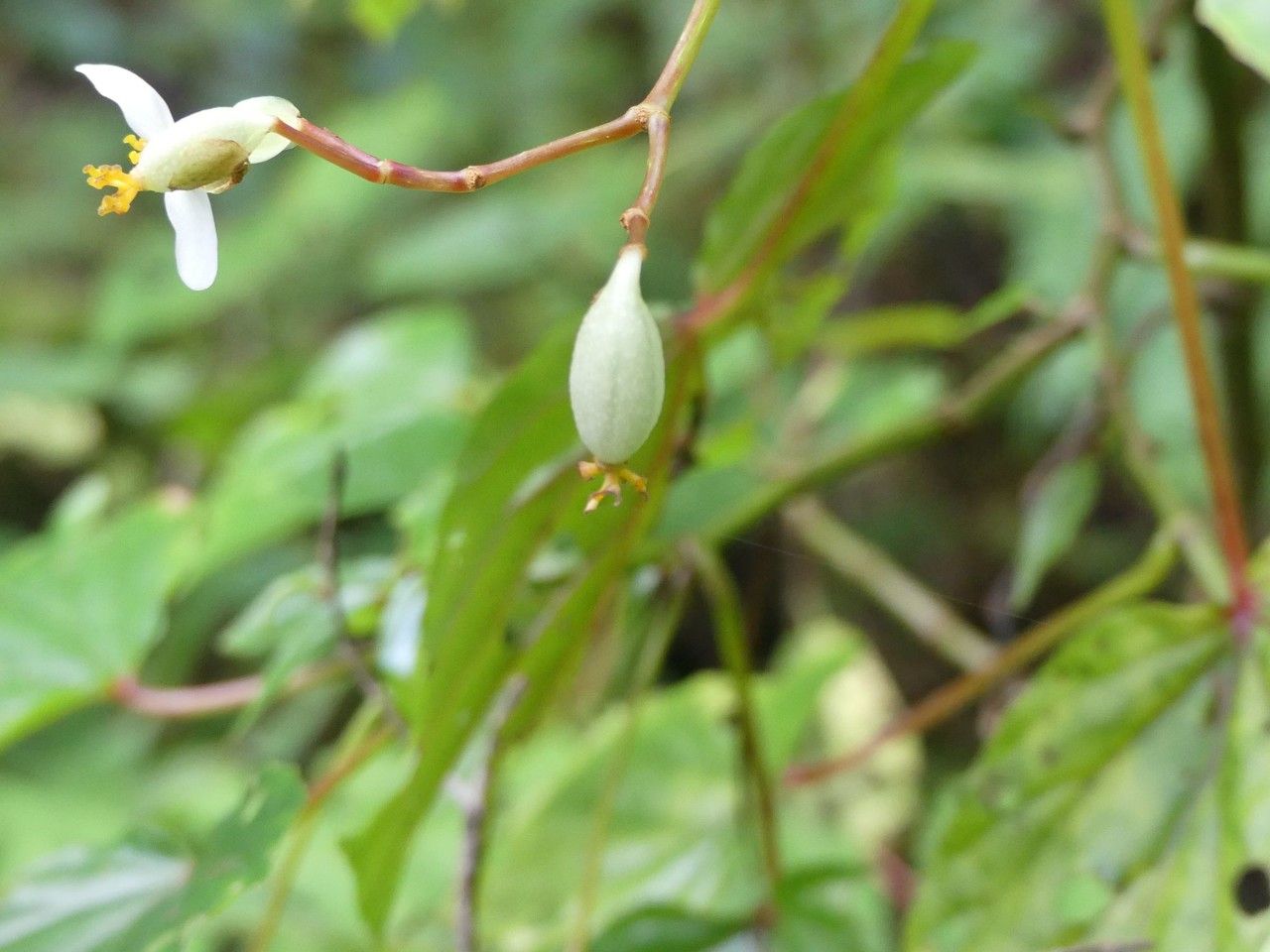 Begonia comorensis fruit