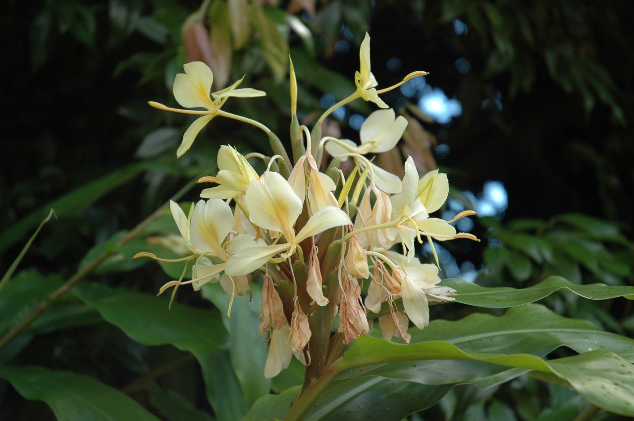 Hedychium flavescens flower