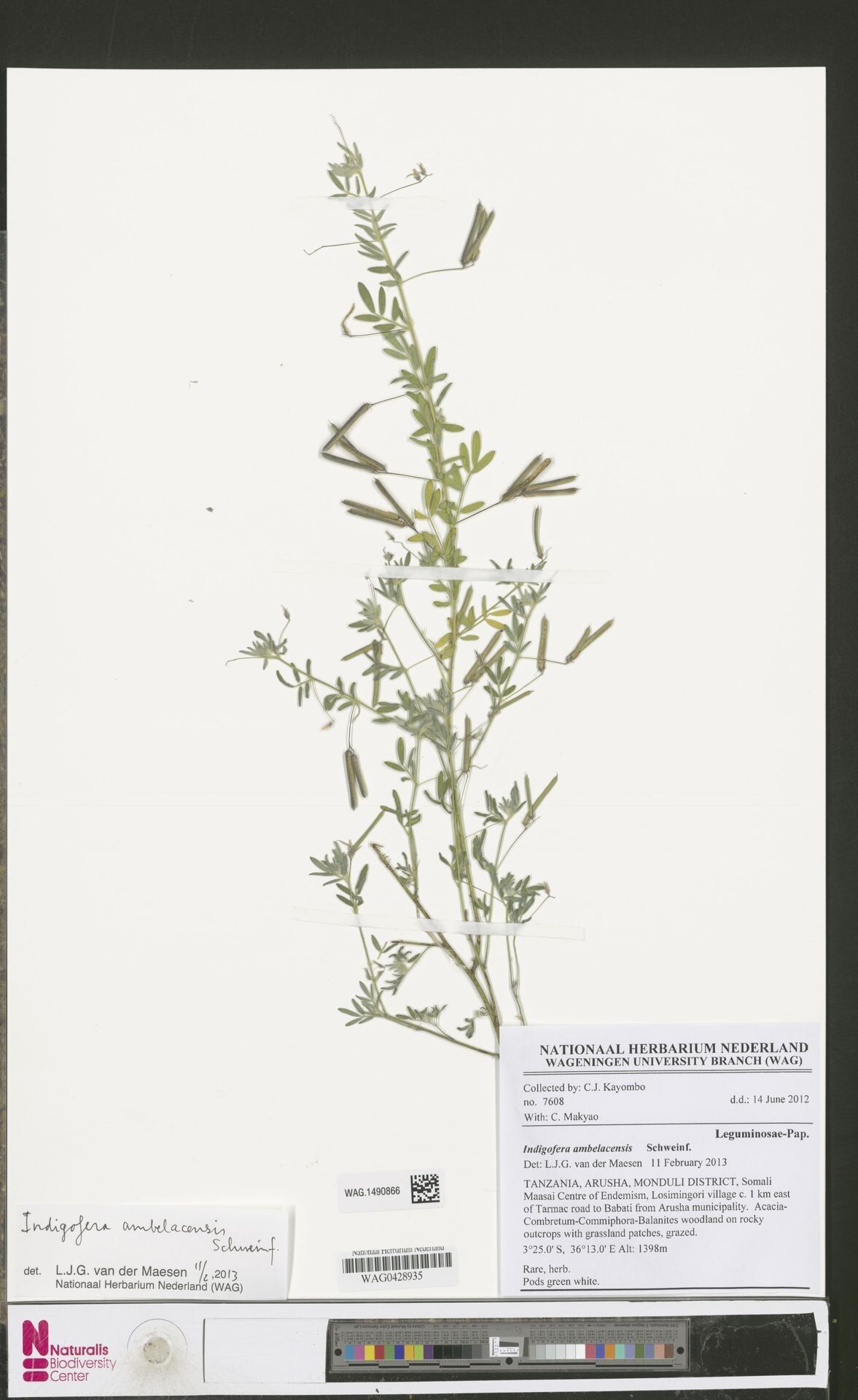 Indigofera ambelacensis